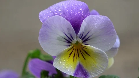 Viola, Veilchen, blossom Stock Footage 108583875