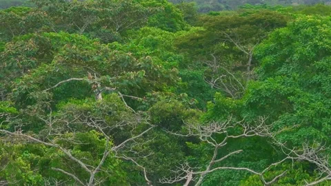 Violaceus Jay Flying Across Canopy and Landing on Branch in Tambopata, Peru, Stock Footage 314318590