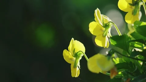 Viola's elegance in the fall breeze, bathed in the golden glow of sunlight. Stock Footage 251718770