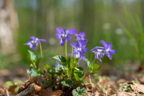 Violas in the forest Stock Photos