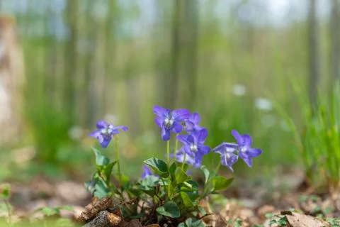 Violas in the forest Foto stock