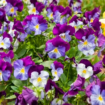 Violas Stock Photos