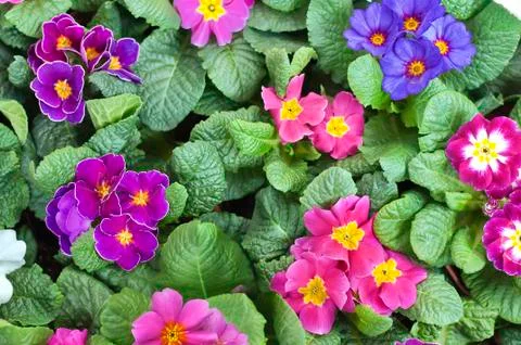 Violas Stock Photos