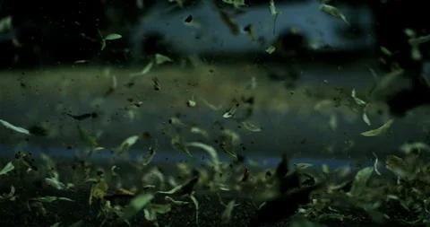 Violent burst of wind lifts dried leaves in dense swirls above asphalt as a.. Stock Footage 311376464
