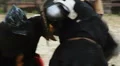 Violent fight between strong men in medieval suits, referee stops battle round HD Footage