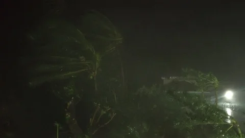 Violent Hurricane Eye Wall Lashes Trees Powerful Wind And Rain Stock Footage 95308993