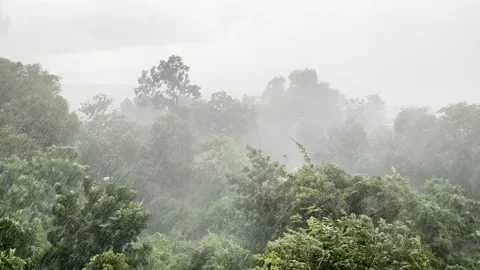 The violent rainstorm raged, causing the large trees to sway and sway. Stock Footage 223379357