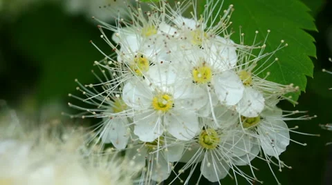 Violent shaking in the wind Stock Footage 5747035