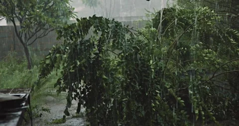 Violent storm torrential raining, tree branches bending violently in the hi.. Stock Footage 328227084