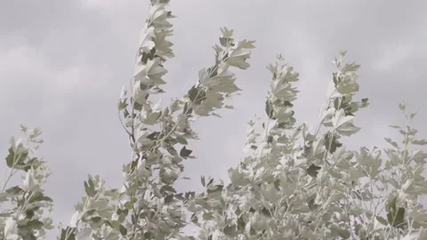 Violent wind blowing in the branches of a tree, silvery color Stock Footage 135398897