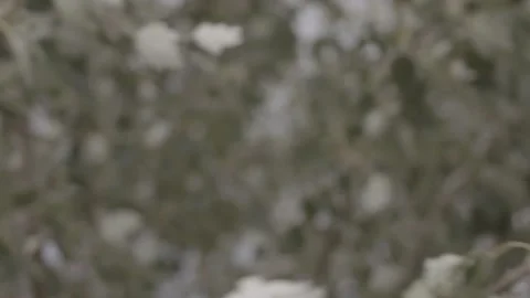 Violent wind blowing in the branches of a tree, green and grey sheets closeup Stock Footage 135398931