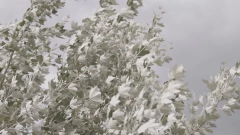 Violent wind blowing in the branches of a tree, silvery color, closeup, France Stock Footage 135398933