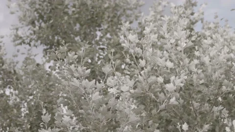 Violent wind blowing in the branches of a tree, closeup, france Stock Footage 135399015
