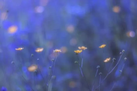 Violet abstract background Stock Photos