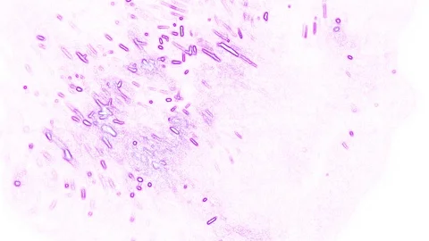 Violet abstraction on a white background Stock Footage 125701519