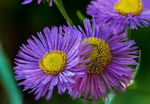 Violet alpine daisy Stock Photos