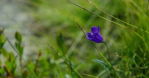 Violet Alpine flower - Shot on RED at 5K Stock Footage 79316611