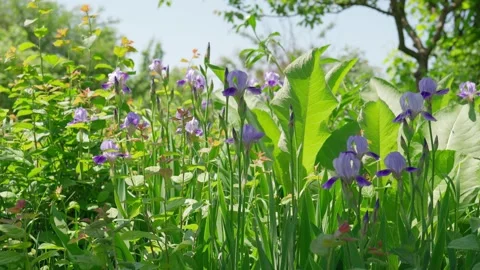 Violet and blue blooming iris flowers swaying in wind Stock Footage 244862822