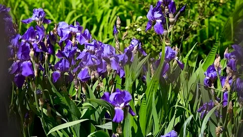 Violet and blue blooming iris flowers closeup on green garden background. Video stock 254338365