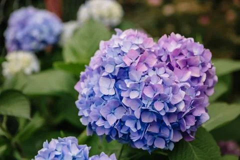 Violet and blue hydrangea macrophylla flower in a garden. A lush bush adorns  Stock Photos