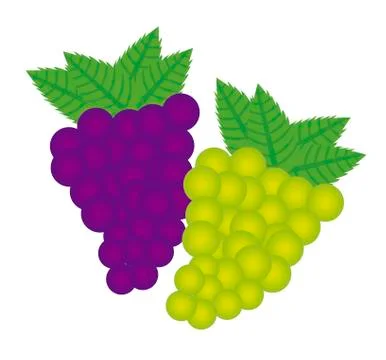 Violet and green grape isolated over white background. vector Ilustración de archivo