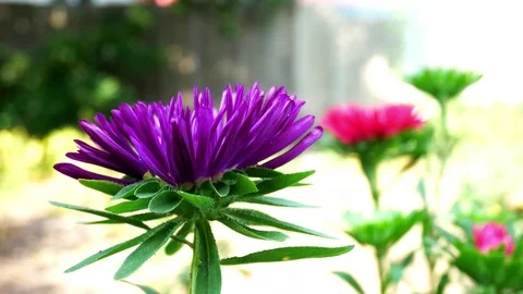 Violet and Pink Aster Flower in the Home Garden Develops on the Wind Video stock 79484732
