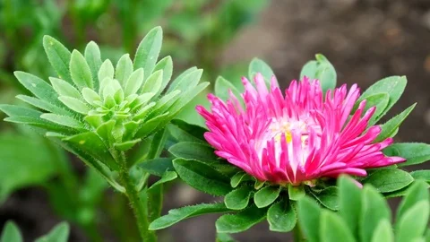 Violet and Pink Aster Flower in the Home Garden Develops on the Wind 動画素材 81218471