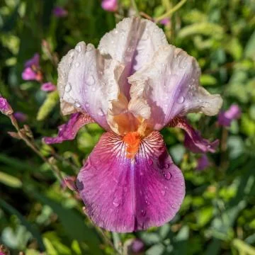 Violet and pink colored iris florentina flower close up in the garden Foto stock