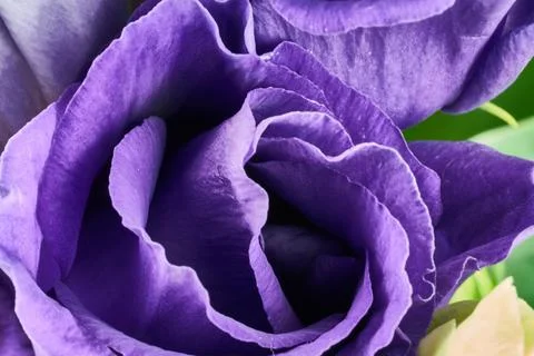 Violet and white Eustoma flower. Prairie gentian Plants 库存照片