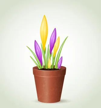 Violet and yellow crocuses Stock Illustration