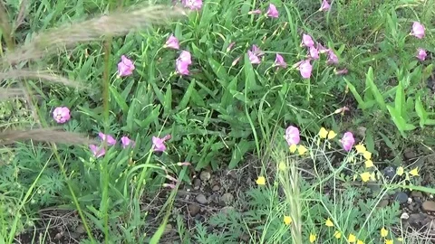 Violet and yellow forest flowers Stock Footage 75557410