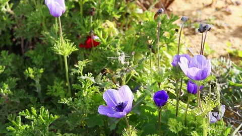 Violet anemones on wind Stock Footage 97733859