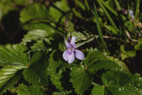 A violet appears in the strawberry bed Stock-Fotos