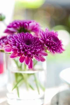 Violet aster flower in glass Foto stock