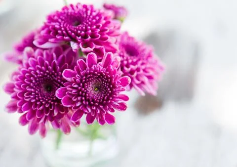 Violet aster flower in glass Stock Photos