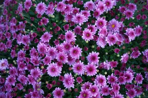 Violet Aster Flowers On Background Stock Photos