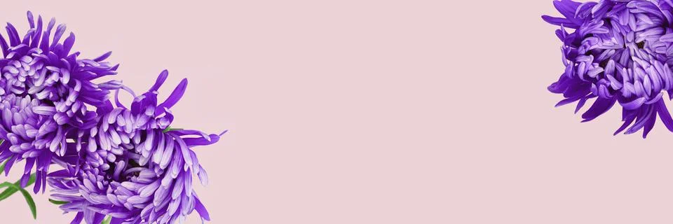 Violet aster flowers border banner chrysanthemum type on pink Stock Photos