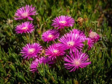 Violet aster flowers Stock Photos