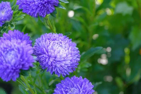 Violet aster flowers Stock Photos