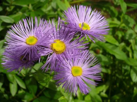Violet asters Stock Photos