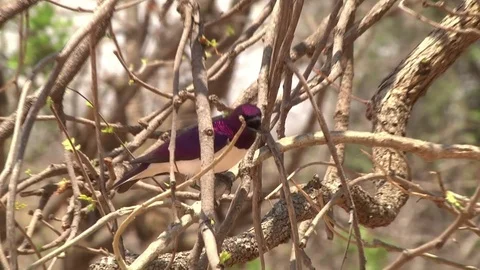 Violet-backed Starling (Cinnyricinclus leucogaster) male, perching and panting Stock Footage 80367802