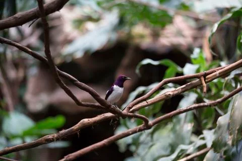 Violet-Backed Starling Stock Photos