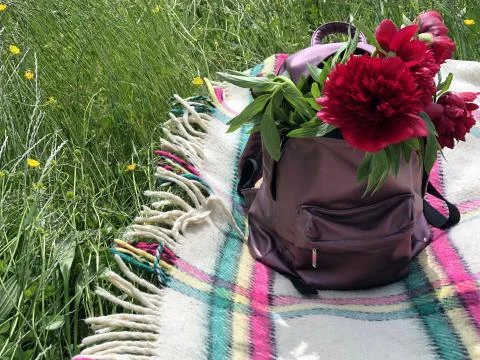 Violet backpack with red peonies inside on the checkered blanket on the grass. Stock Photos