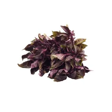 Violet basil isolated on white Stock Photos