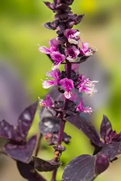 Violet Basil plant 스톡 사진
