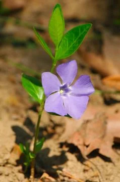 Violet bell flower 스톡 사진