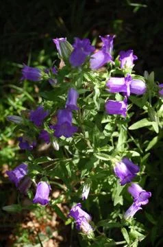Violet bell Stock Photos