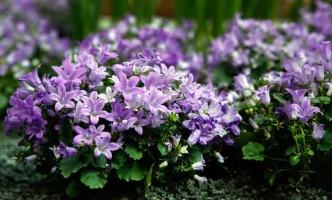 Violet bellflower in springtime Stock Photos