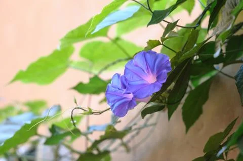 Violet bindweed on wall Foto stock