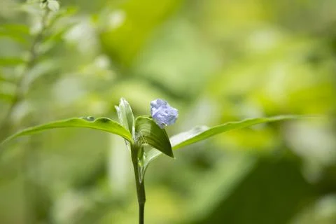 Violet Bloom Stock Photos